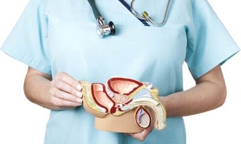 modell av det manliga genitourinary systemet och behandling av prostatit