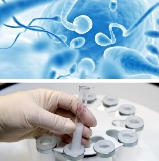 Sperma